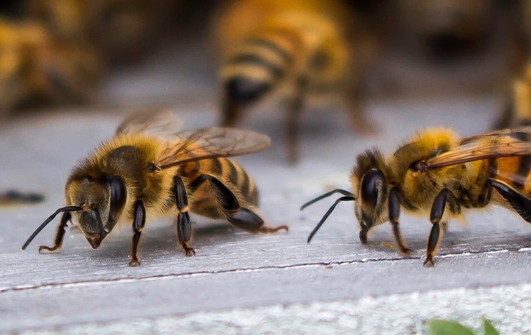 Buzz Off Your Ultimate Guide To Bee Prevention And Control In Castle