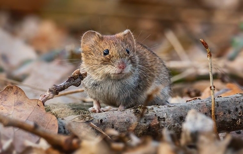 How To Get Rid Of A Vole Problem Around Your Colorado Springs Home ...