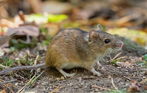 Ultimate Guide To Rodent Prevention And Control: Keeping Your Colorado ...