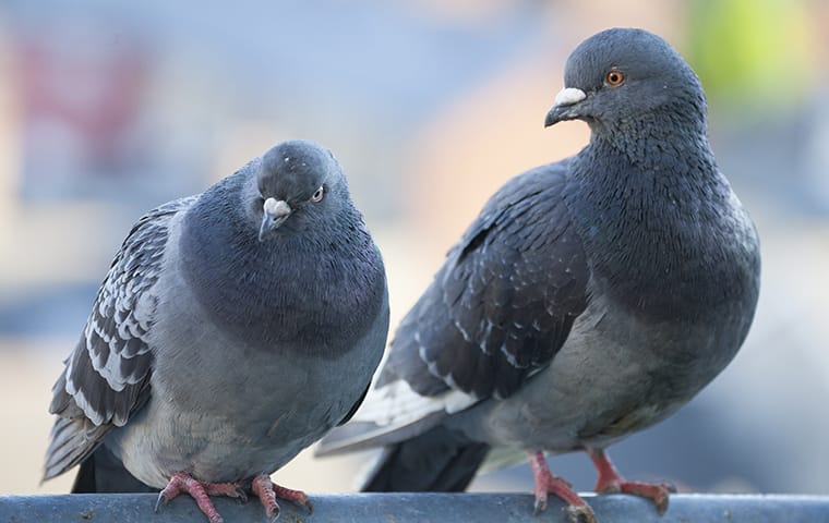 Effective Pigeon Control: Protecting Your Colorado Springs Property ...